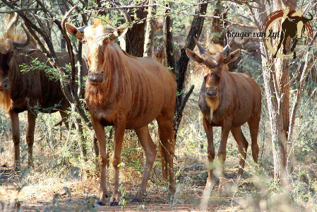 Golden Wildebeest