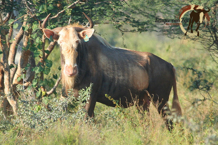 Konings Wildebeeste