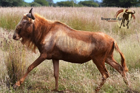 Goue Konings Wildebeest