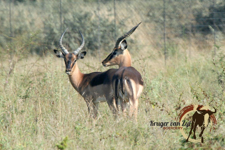 Saalrug Rooibokke