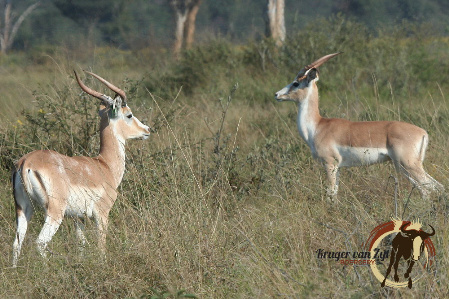 White Flanked Rooibokke